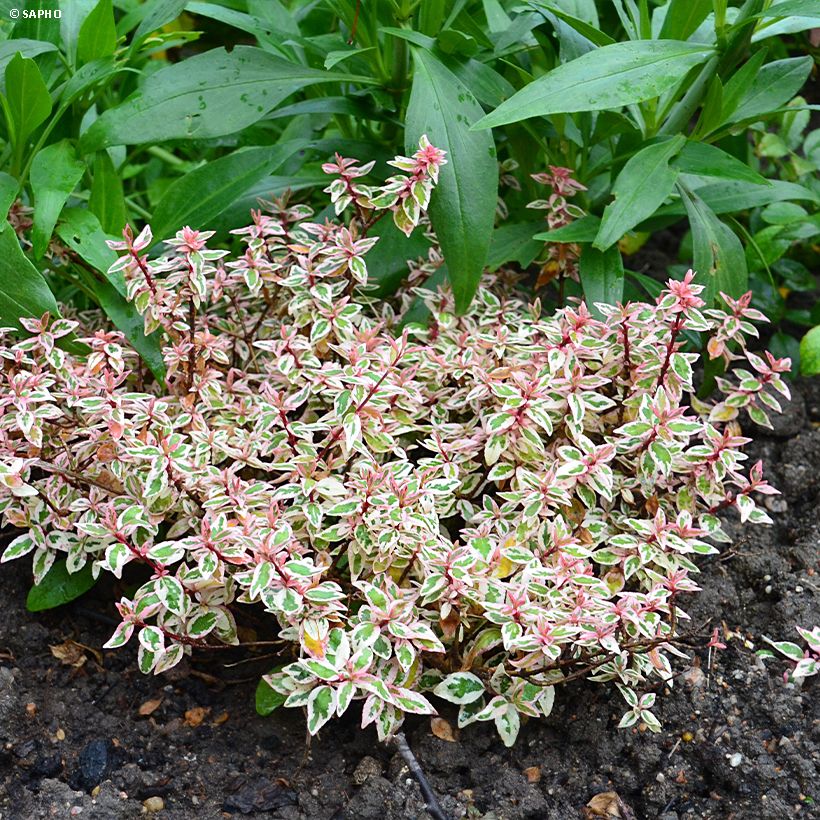 Glanzende abelia Pink Lady - Abelia grandiflora (Plant habit)