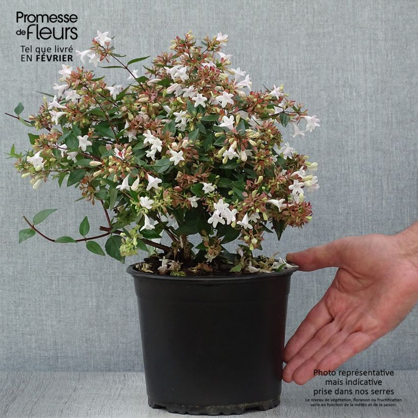 Exemplaar van Abelia grandiflora - Glanzende abelia Pot van 2 l/3 l zoals geleverd in de herfst