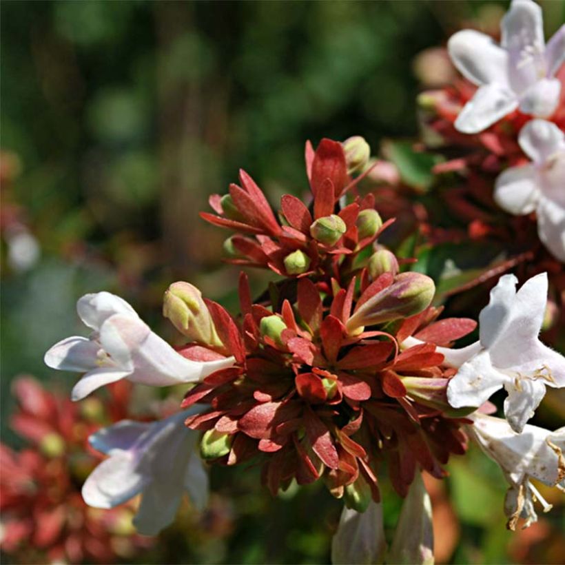Glanzende abelia Prostrata (Flowering)