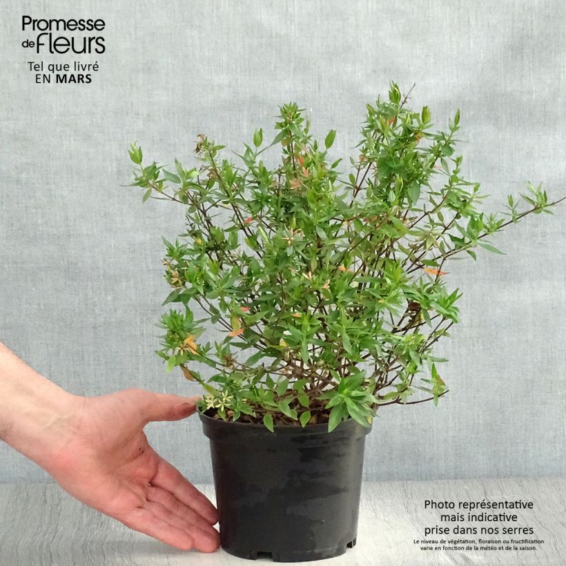 Example of Glanzende abelia Prostrata Pot van 2 l/3 l as you get in printemps