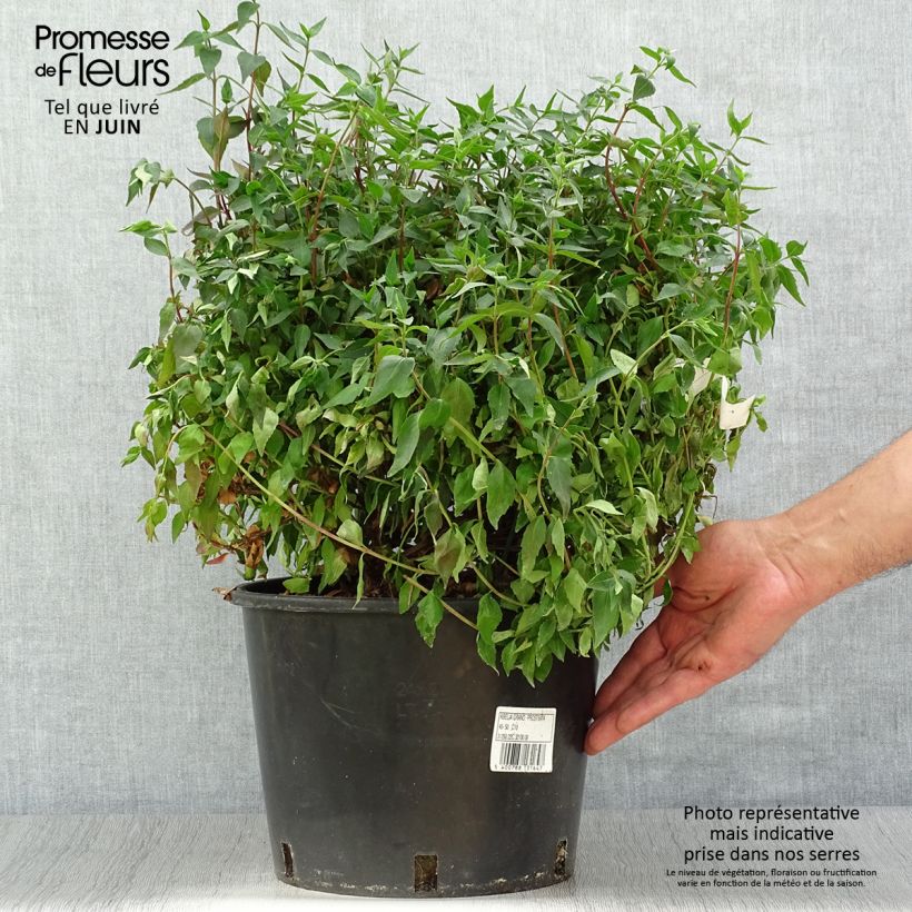 Exemplaar van Glanzende abelia Prostrata Pot van 7,5 l/10 l zoals geleverd in de zomer