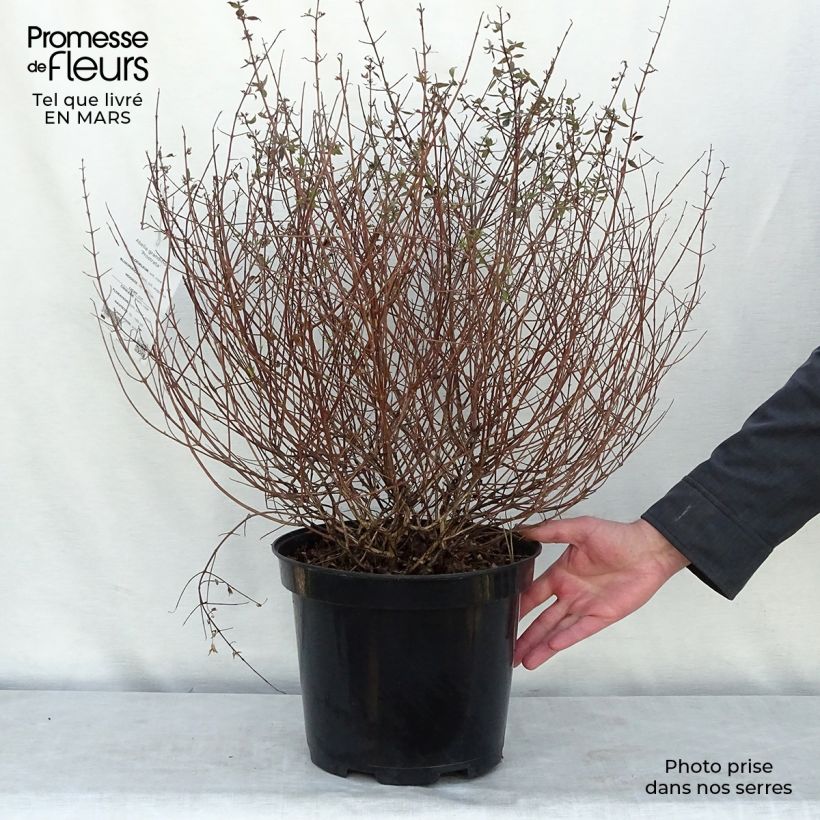 Example of Glanzende abelia Prostrata Pot van 7,5 l/10 l as you get in printemps