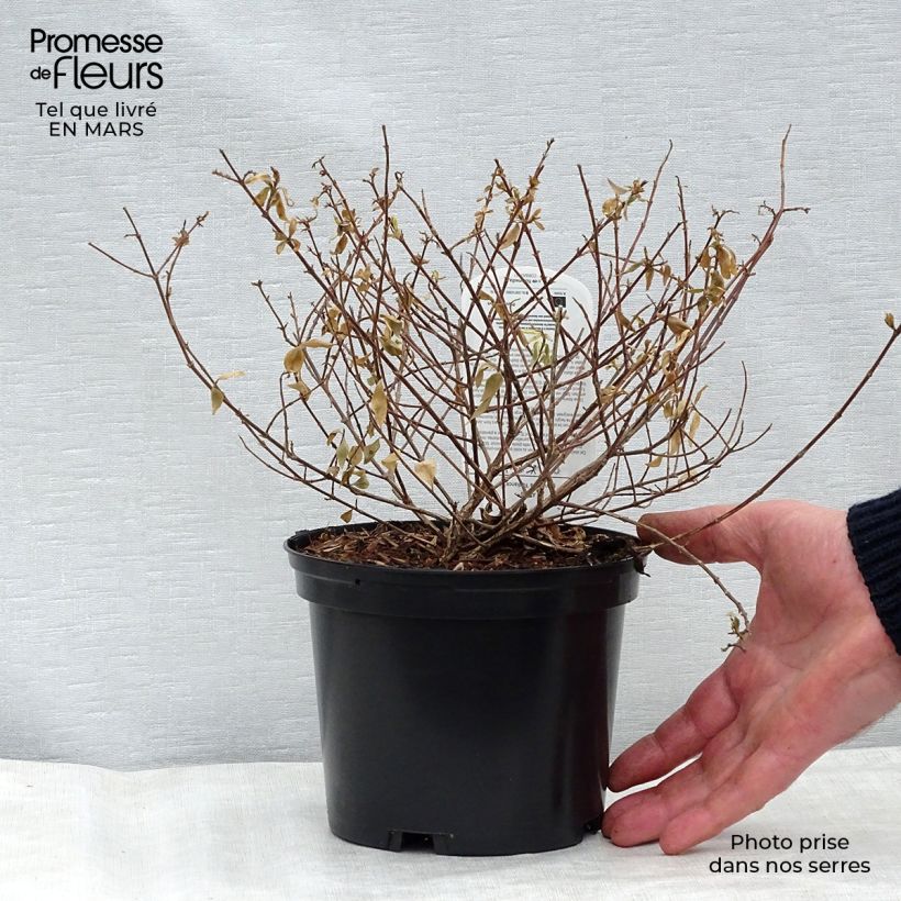 Exemplaar van Glanzende abelia Radiance - Abelia grandiflora Pot van 4 l/5 l zoals geleverd in de lente