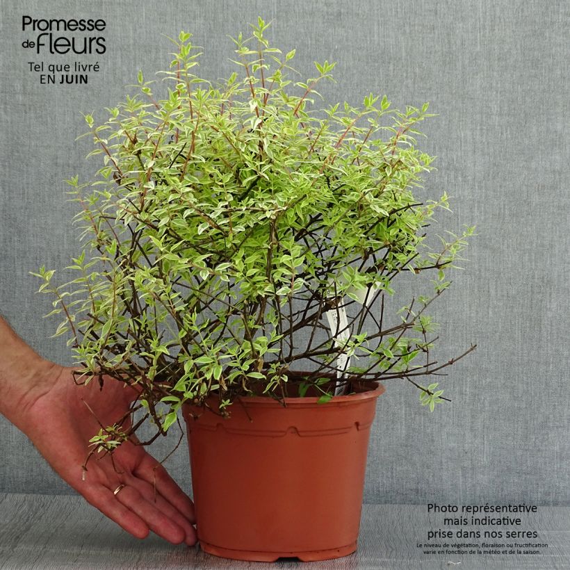 Exemplaar van Glanzende abelia Radiance - Abelia grandiflora Pot van 4 l/5 l zoals geleverd in de zomer