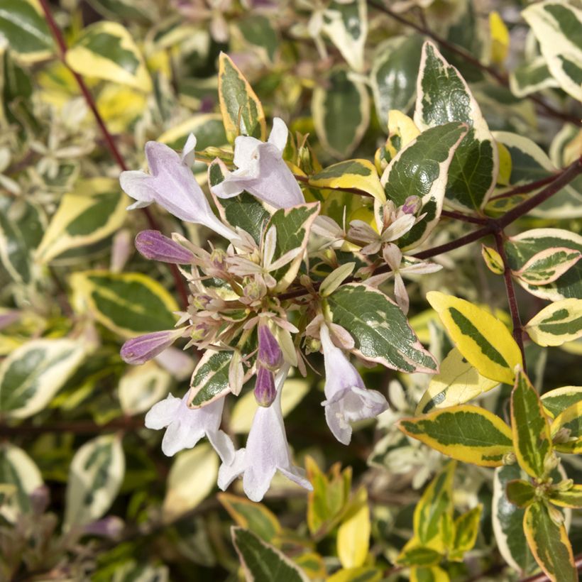 Glanzende abelia Radiance - Abelia grandiflora (Bloei)
