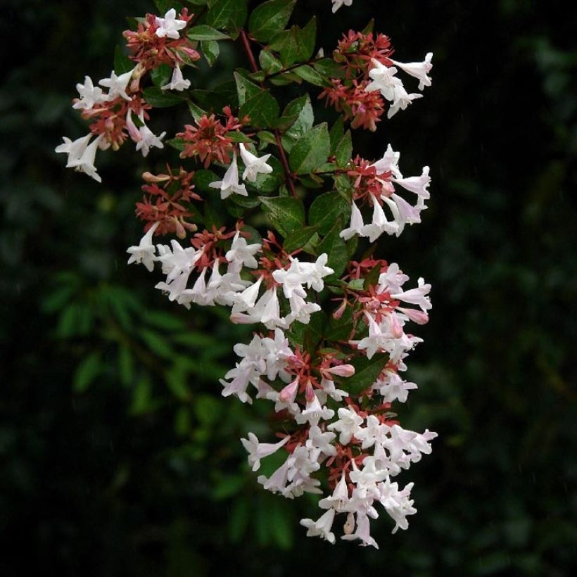 Glanzende abelia Semperflorens (Flowering)