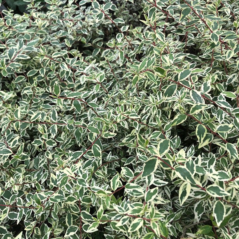 Glanzende abelia Sparkling Silver (Blad)