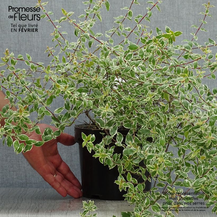 Exemplaar van Glanzende abelia Sparkling Silver Pot van 2 l/3 l zoals geleverd in de herfst
