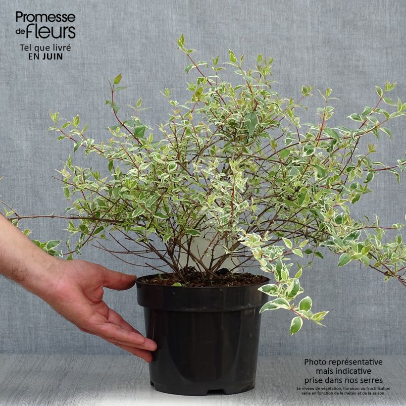 Exemplaar van Glanzende abelia Sparkling Silver Pot van 2 l/3 l zoals geleverd in de zomer