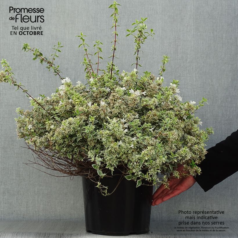 Exemplaar van Glanzende abelia Sparkling Silver Pot van 7,5 l/10 l zoals geleverd in de herfst
