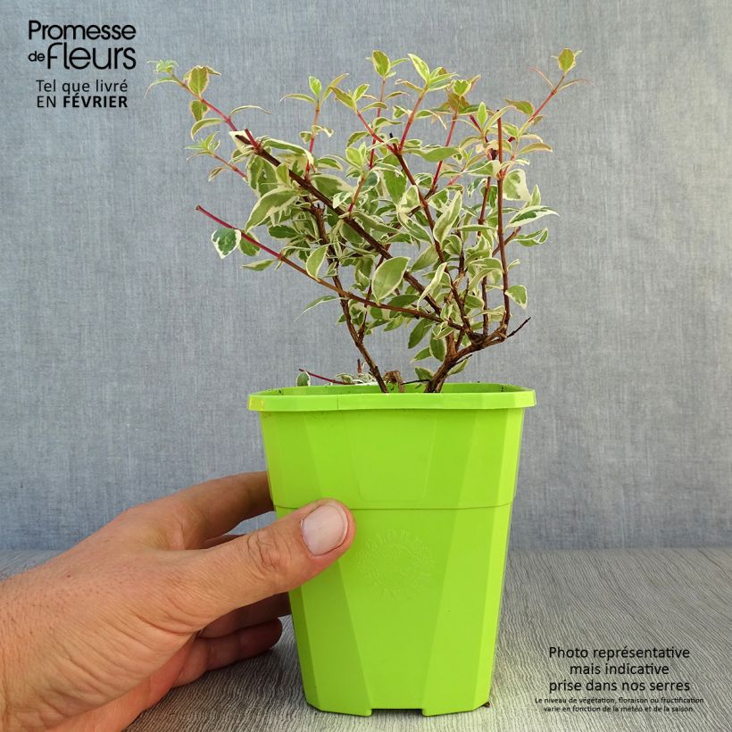 Exemplaar van Glanzende abelia Steredenn Levabes Pot van 1 l/1,5 l zoals geleverd in de herfst