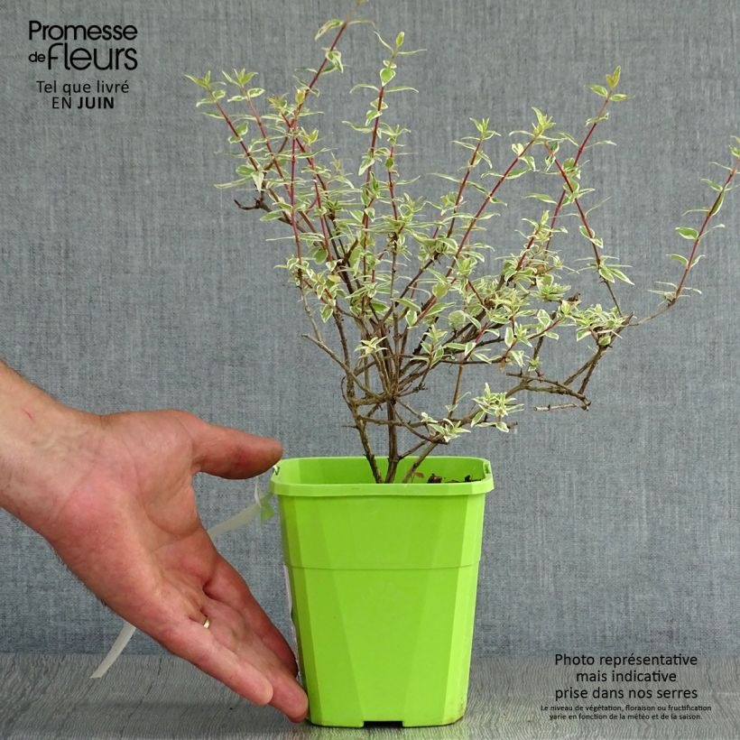Exemplaar van Glanzende abelia Steredenn Levabes Pot van 1 l/1,5 l zoals geleverd in de zomer