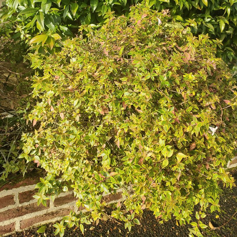 Glanzende abelia Sunshine Daydream (Groeiplaats)