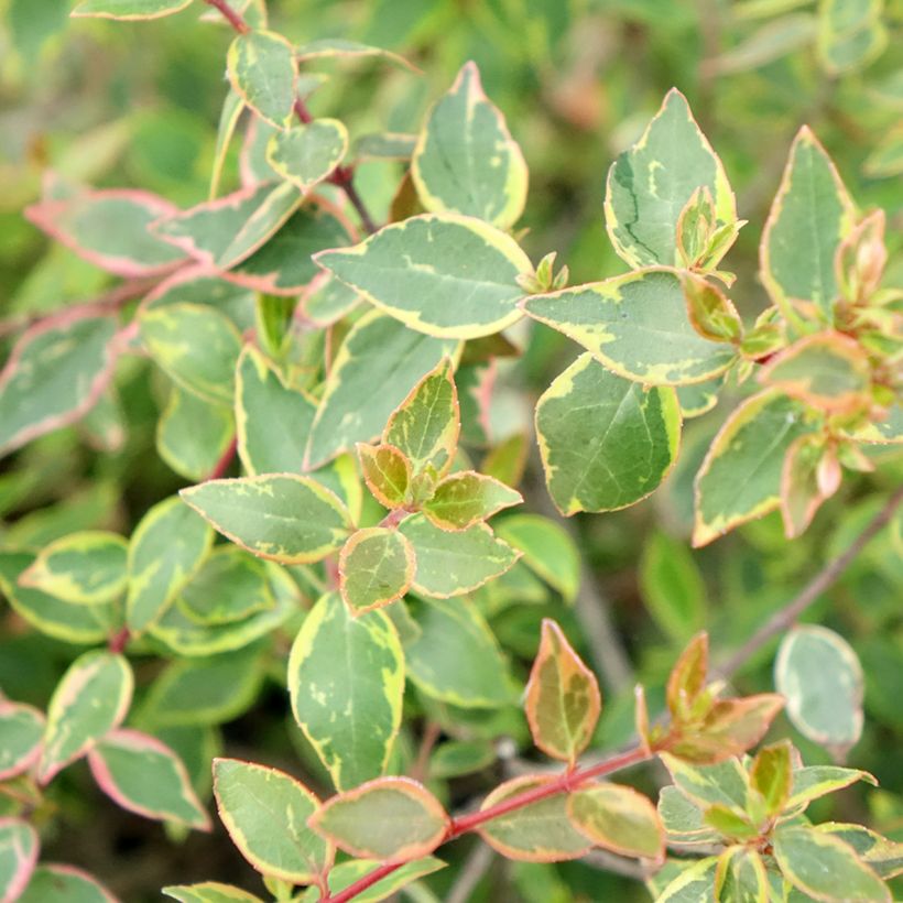 Glanzende abelia Sunshine Daydream (Blad)