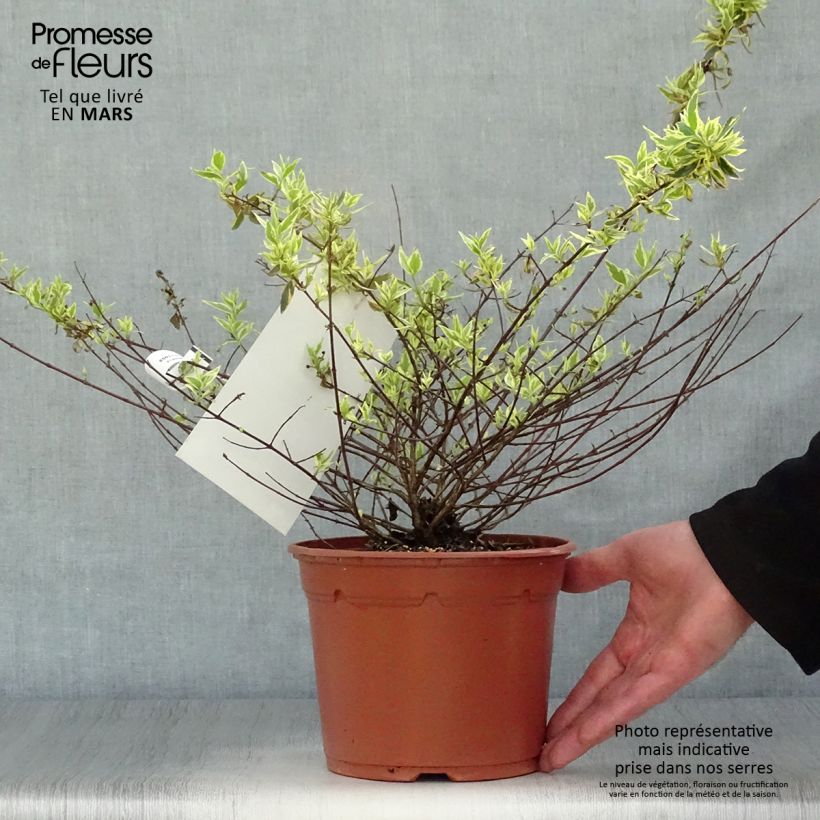 Exemplaar van Glanzende abelia Tricolor Charm Pot van 3 l/4 l zoals geleverd in de lente