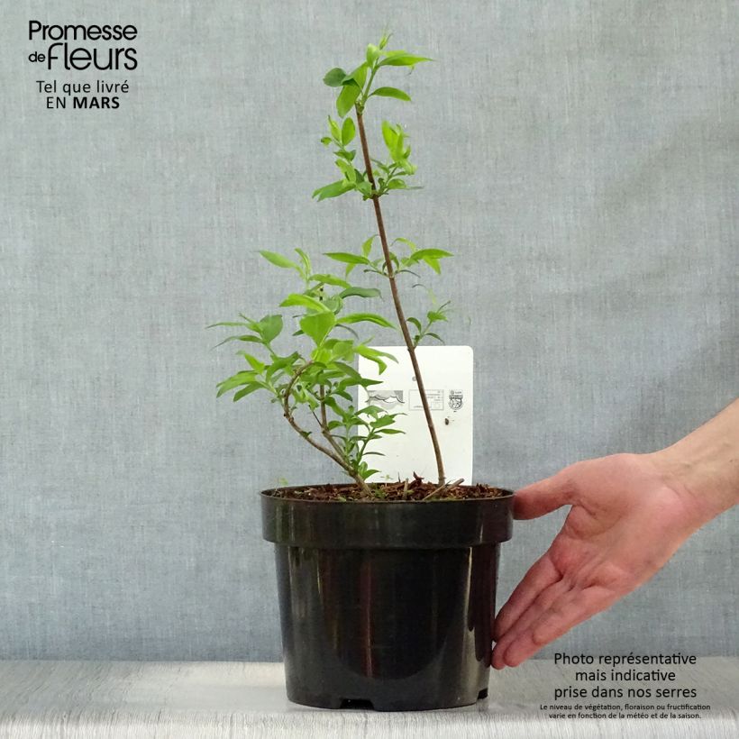 Exemplaar van Geurende Koreaanse abelia Monia - Abelia mosanensis Pot van 3 l/4 l zoals geleverd in de lente