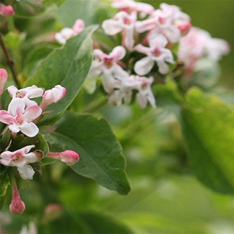 Geurende Koreaanse abelia Sweet Emotion - Abelia mosanensis (Blad)