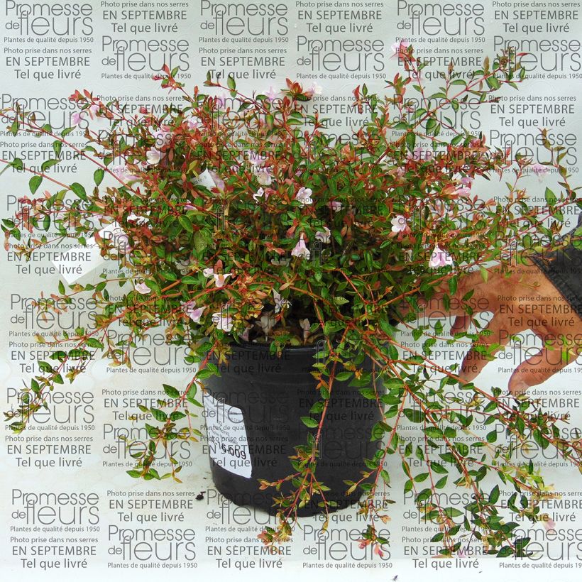 Voorbeeld van een exemplaar van Glanzende abelia Pastel Charm Pot van 4 l/5 l zoals geleverd