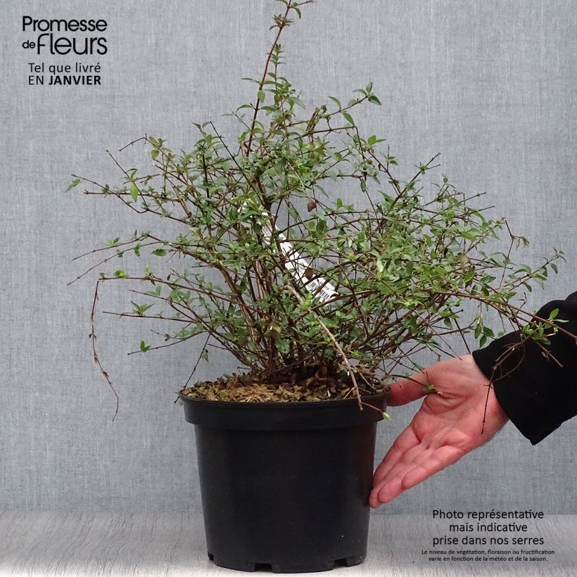 Exemplaar van Glanzende abelia Bumble Bee - Abelia parviflora Pot van 4 l/5 l zoals geleverd in de winter