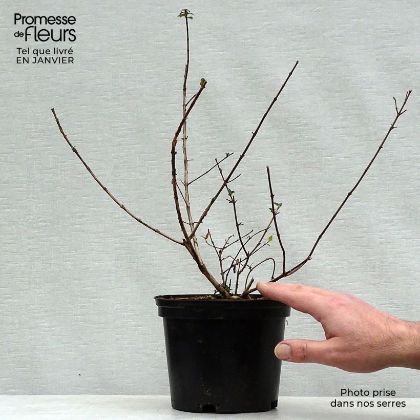 Example of Glanzende abelia Sunny Charm - Abelia grandiflora Pot van 2 l/3 l as you get in hiver