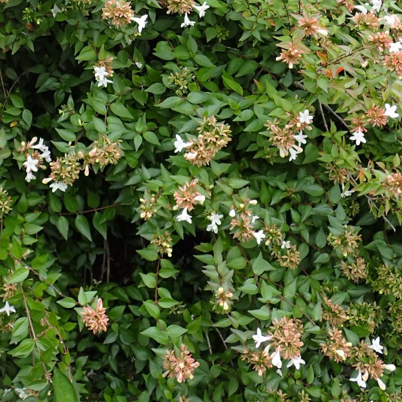 Glanzende abelia - Abelia grandiflora (Blad)