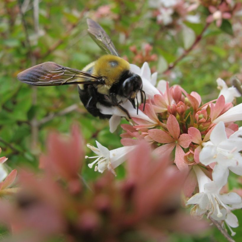 Glanzende abelia - Abelia grandiflora (Bloei)