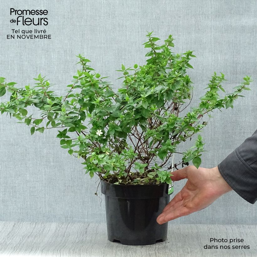 Exemplaar van Glanzende abelia - Abelia grandiflora Pot van 2 l/3 l zoals geleverd in de herfst