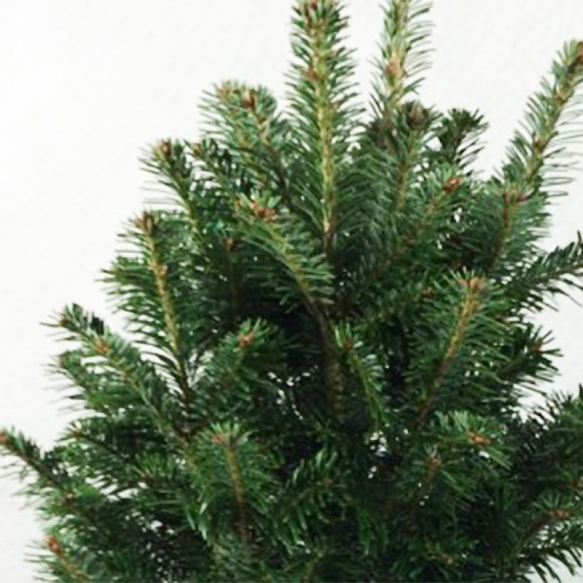 Abies alba Pyramidalis - Zilverspar (Blad)
