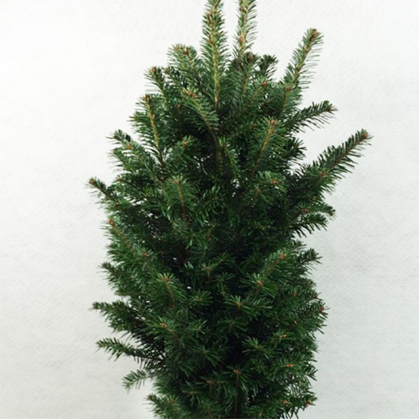 Abies alba Pyramidalis - Zilverspar (Groeiplaats)