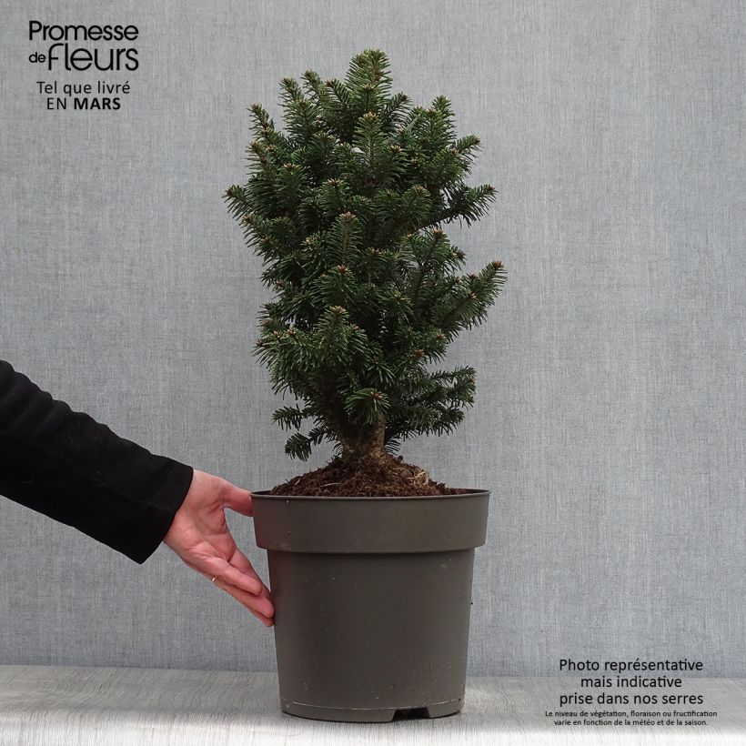 Exemplaar van Abies alba Pyramidalis - Zilverspar Pot van 7,5 l/10 l zoals geleverd in de lente