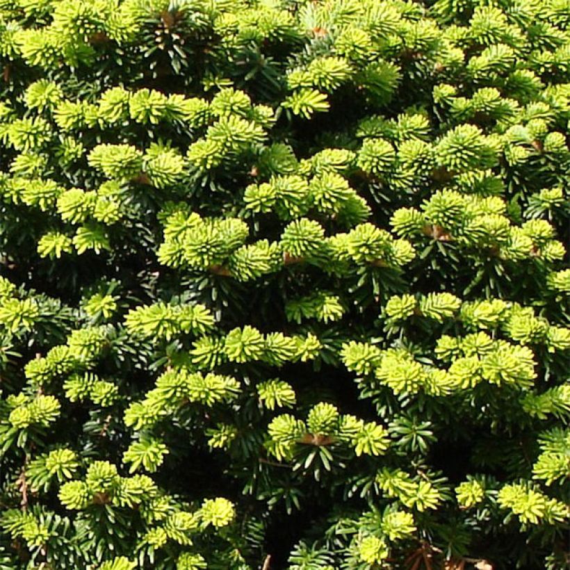 Abies balsamea Nana - Balsemzilverspar (Foliage)