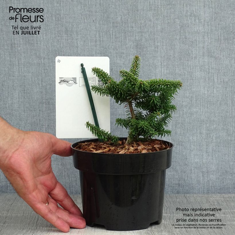 Exemplaar van Abies balsamea Nana - Balsemzilverspar Pot van 2 l/3 l zoals geleverd in de zomer