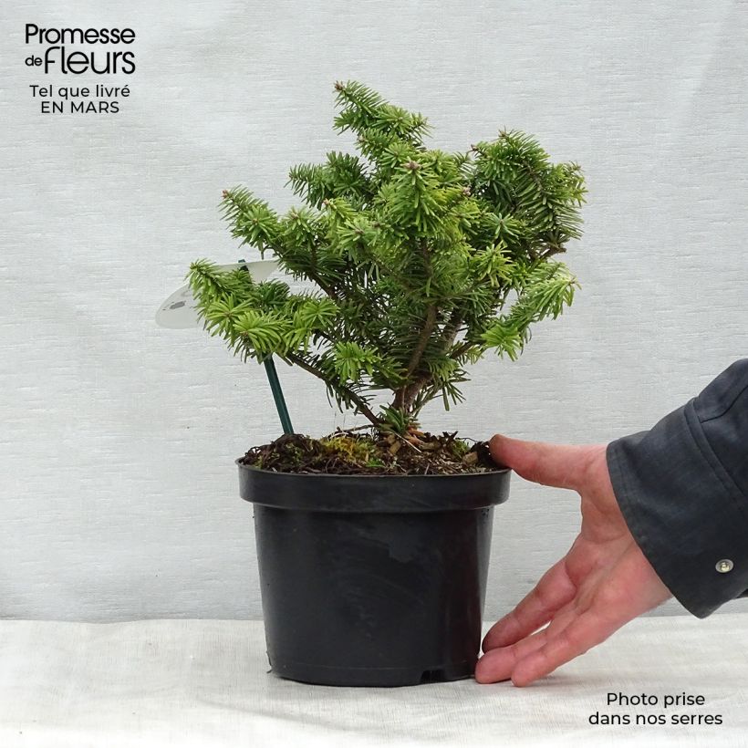 Example of Abies balsamea Nana - Balsemzilverspar Pot van 2 l/3 l as you get in printemps