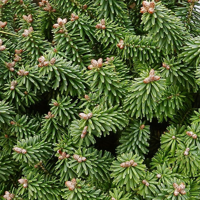 Abies balsamea Piccolo - Balsemzilverspar (Blad)
