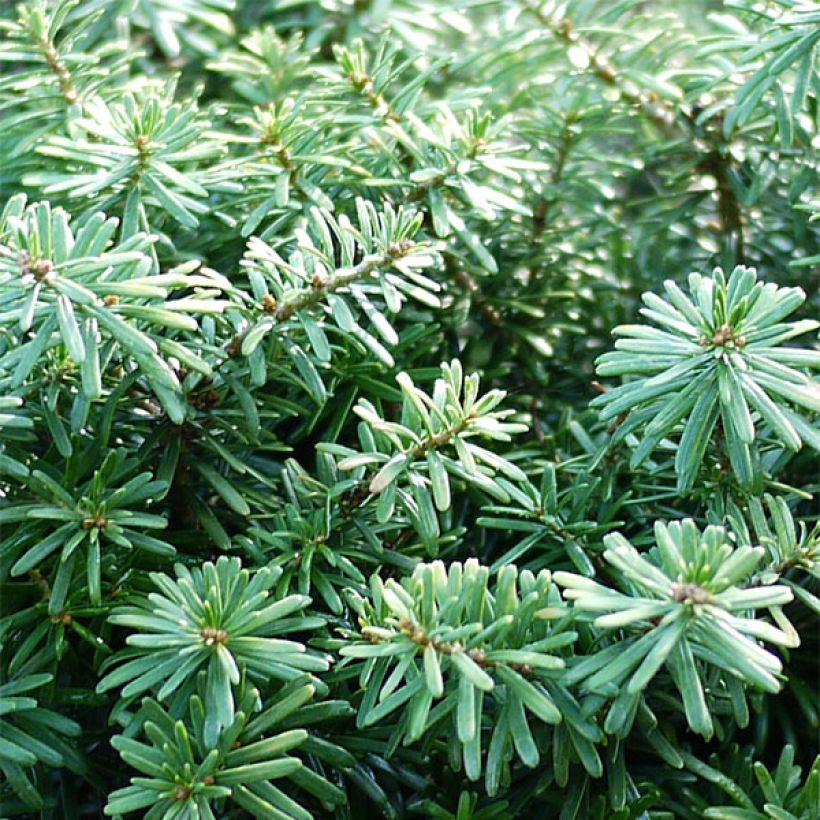 Abies koreana Cis - Koreaanse zilverspar (Blad)