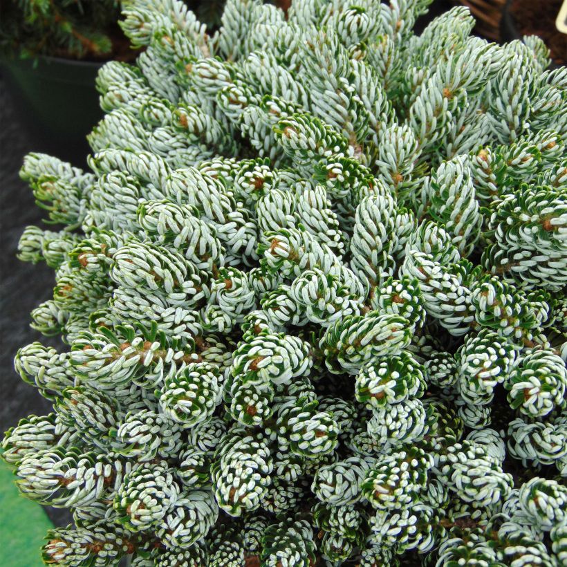Abies koreana Kohout's Icebreaker® - Koreaanse zilverspar (Blad)