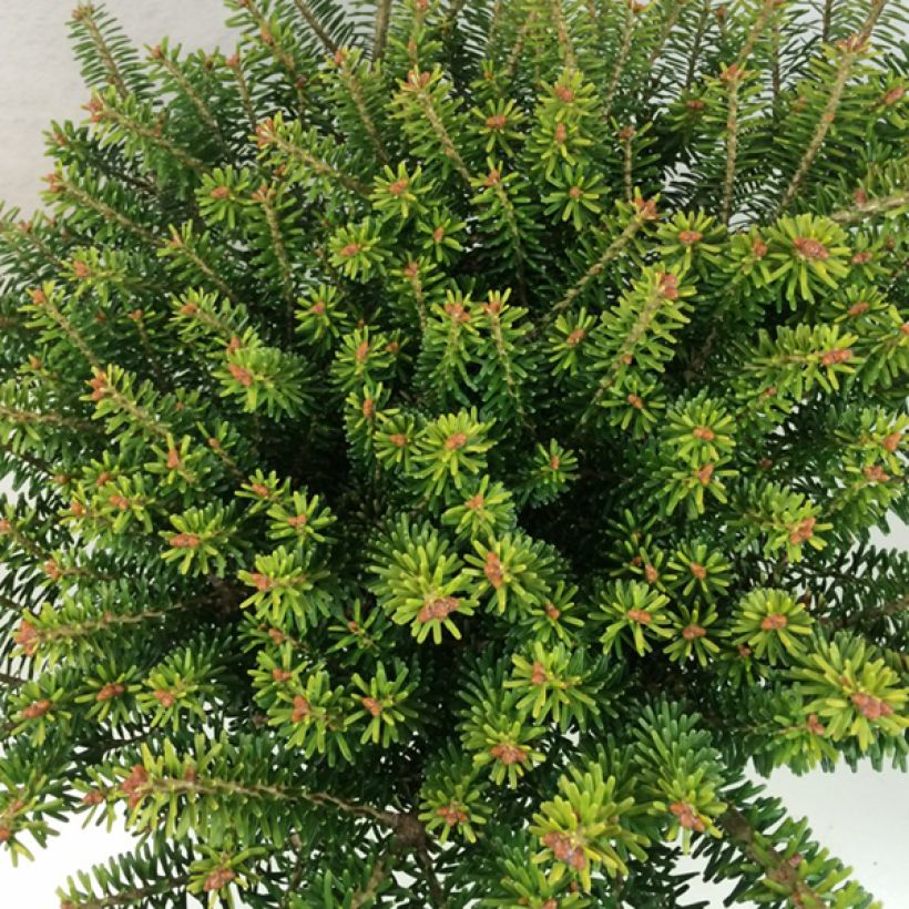 Abies koreana Luminetta - Koreaanse zilverspar (Blad)