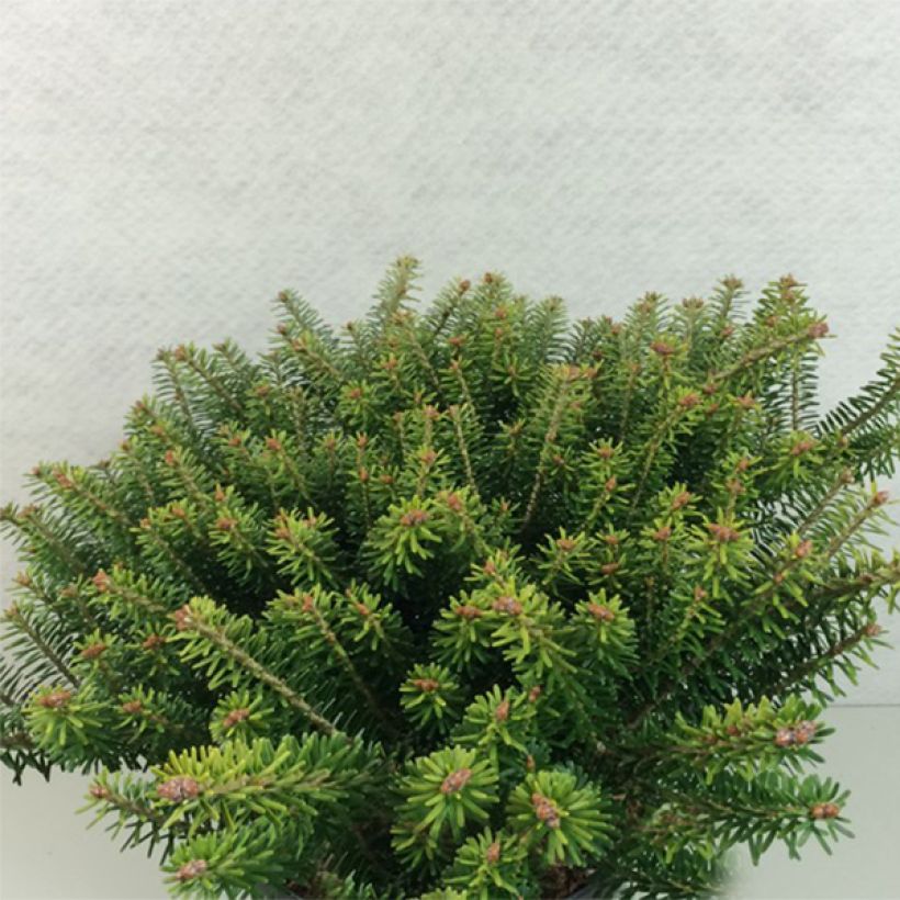 Abies koreana Luminetta - Koreaanse zilverspar (Groeiplaats)