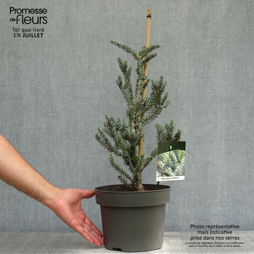 Exemplaar van Abies koreana Silberlocke - Koreaanse zilverspar Pot van 4 l/5 l zoals geleverd in de zomer