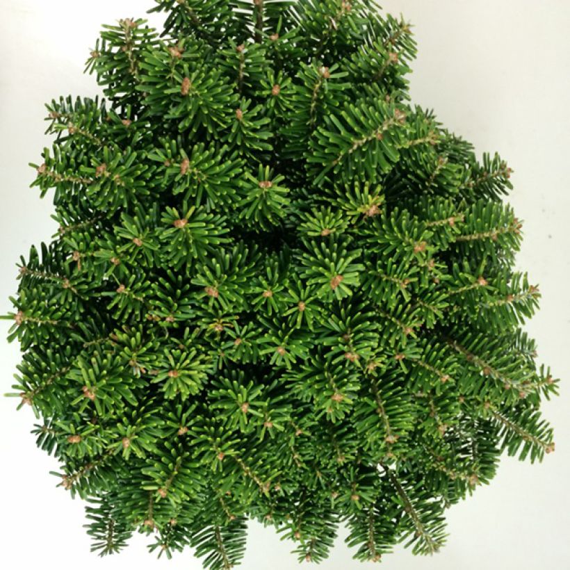 Abies koreana Tundra - Koreaanse zilverspar (Blad)