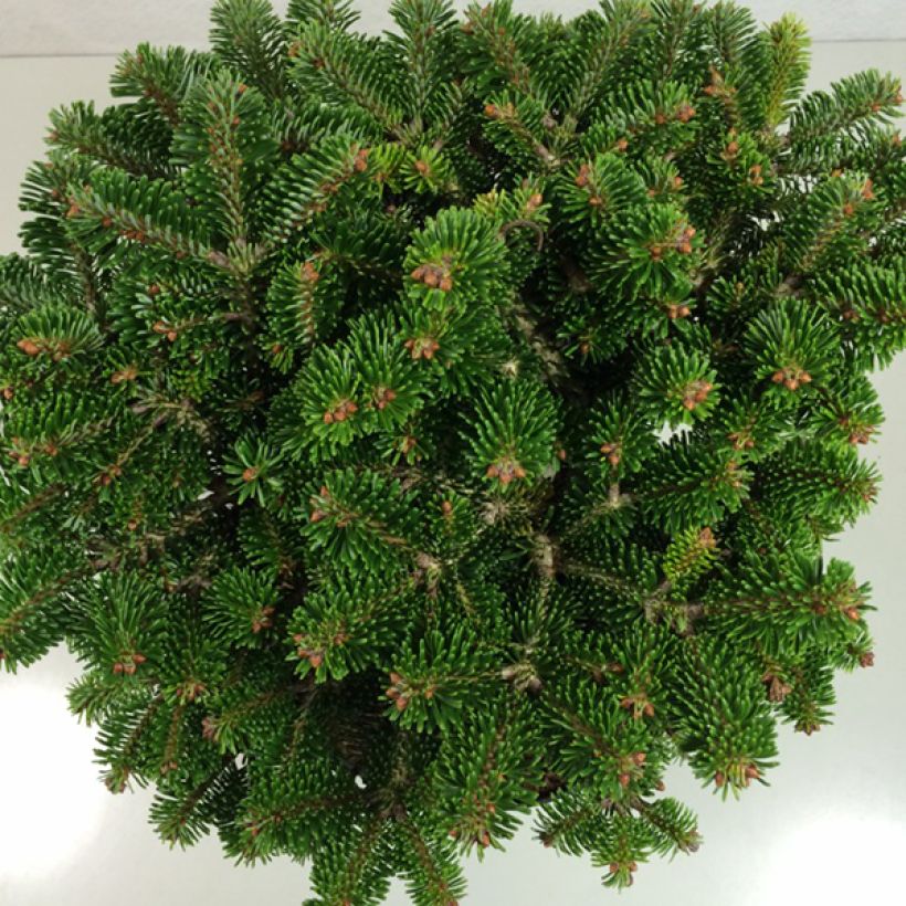 Abies nordmanniana Münsterland - Nordmann-spar (Blad)