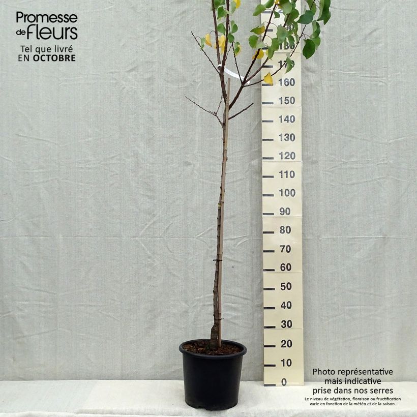 Exemplaar van Abrikozenboom Bergeron Pot van 7,5 l/10 l, Half-hoge stam zoals geleverd in de herfst