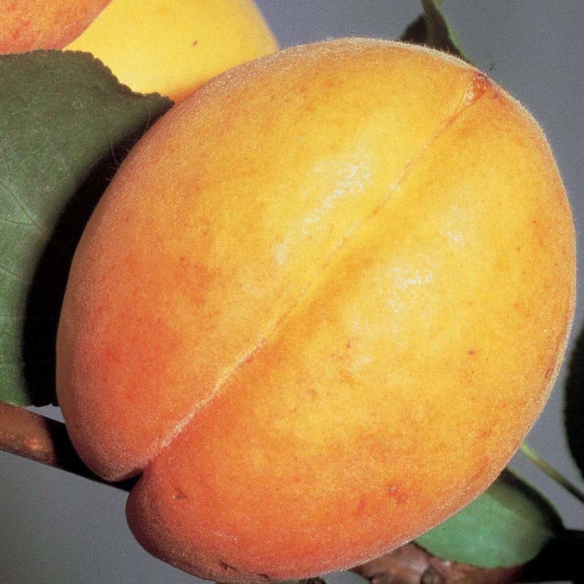 Abrikozenboom Doucoeur Georges Delbard (Harvest)