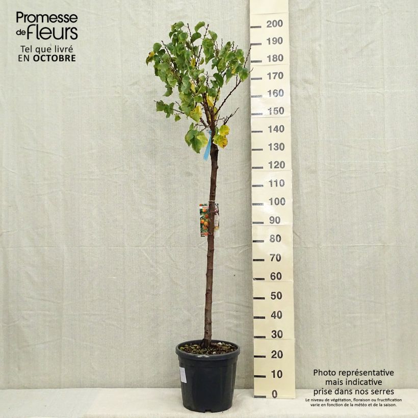 Exemplaar van Abrikozenboom Hargrand Pot van 12 l/15 l, Half-hoge stam zoals geleverd in de herfst
