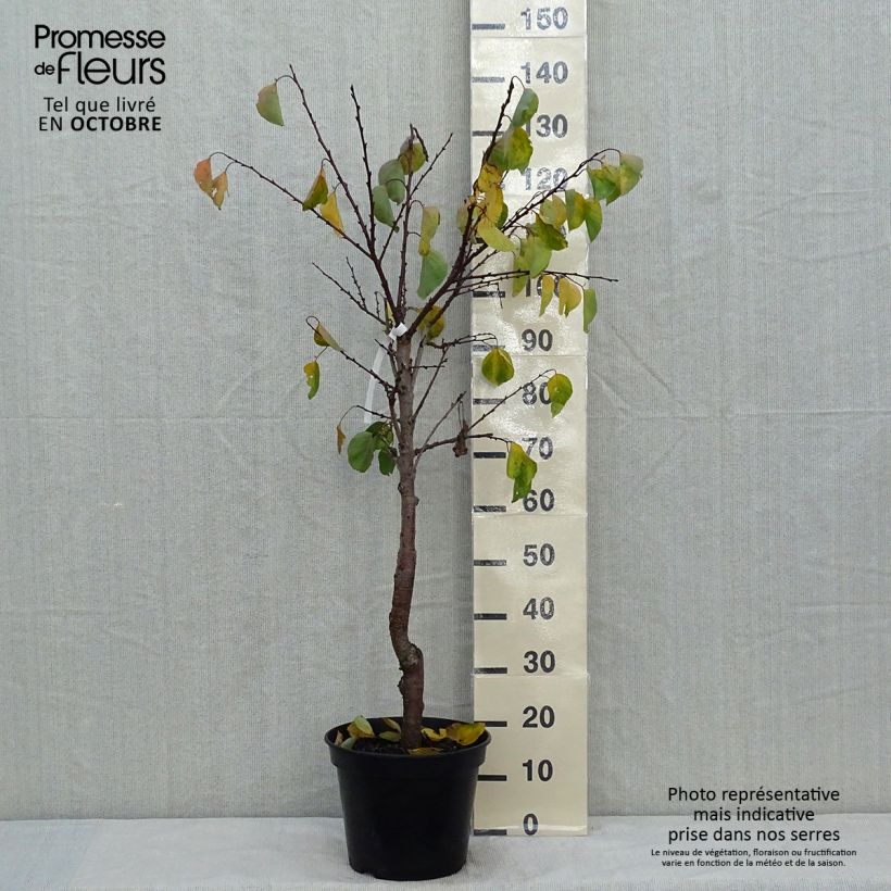 Exemplaar van Abrikozenboom Hargrand Pot van 7,5 l/10 l, Kelkvormig zoals geleverd in de herfst