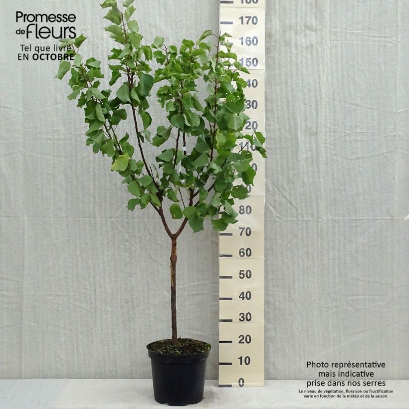 Exemplaar van Abrikozenboom Luizet Pot van 7,5 l/10 l, Kelkvormig zoals geleverd in de herfst