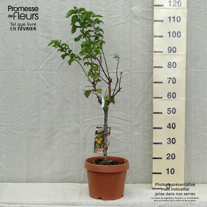 Exemplaar van Dwergabrikozenboom Nanum Pot van 7,5 l/10 l, Dwerg zoals geleverd in de herfst