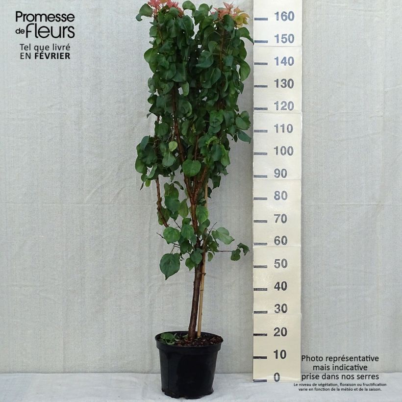 Exemplaar van Abrikozenboom Tardif De Bordaneil Pot van 7,5 l/10 l, Kelkvormig zoals geleverd in de herfst