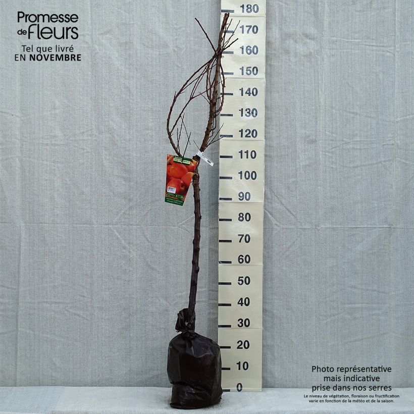 Exemplaar van Abrikozenboom Delmast Georges Delbard Plantklare kluit, Kelkvormig zoals geleverd in de herfst