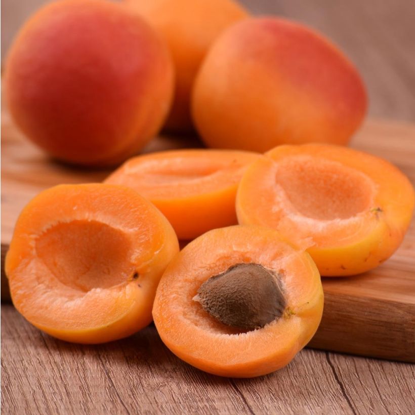 Abrikozenboom Royal (Oogst)